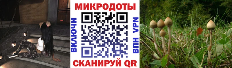 Галлюциногенные грибы Psilocybe  Жуков 